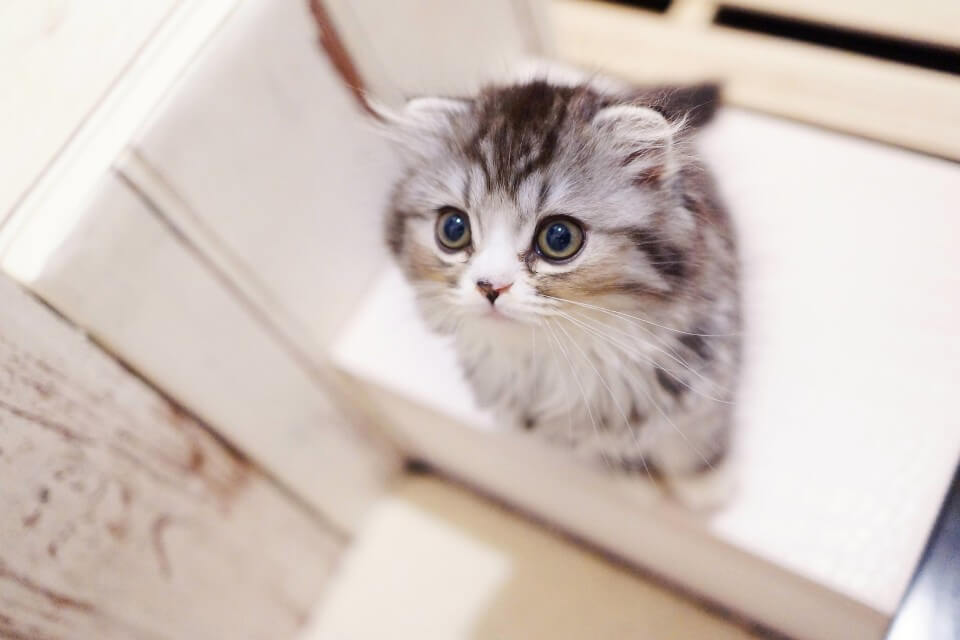 待つ猫
