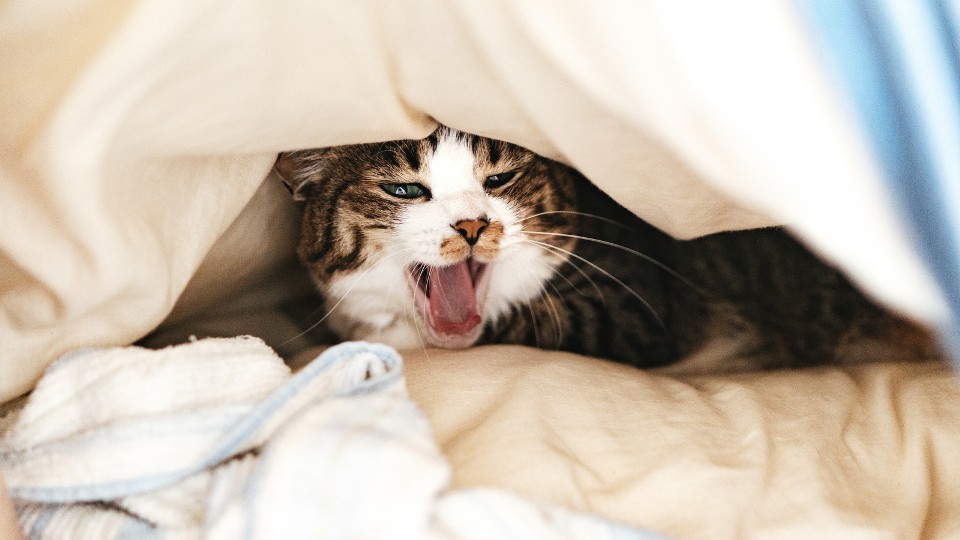 布団＆ねこ